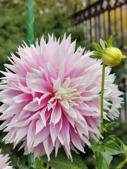 Jefferson Market Garden Picture 4