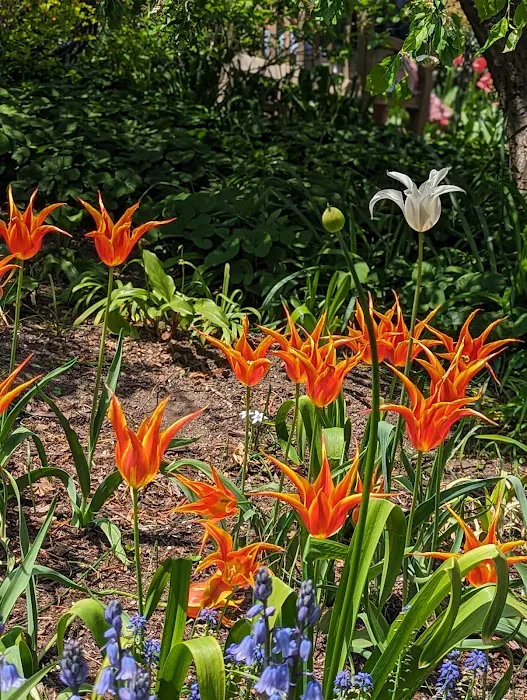 Jefferson Market Garden Picture 8