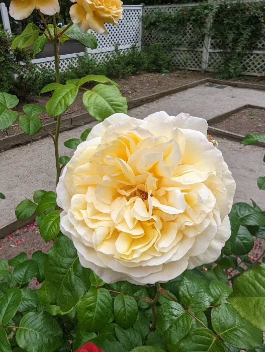 Rose Garden Picture 5