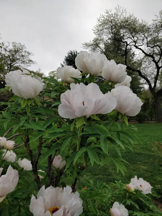 Perennial Garden Picture 8