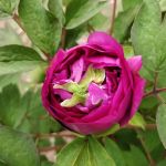 Perennial Garden