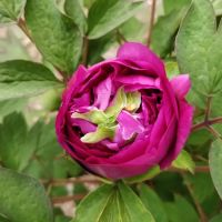 Perennial Garden ico