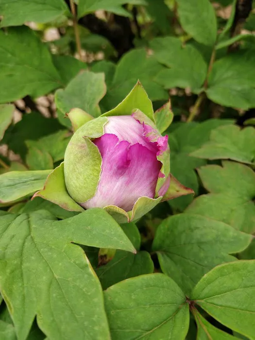 Perennial Garden Picture 5