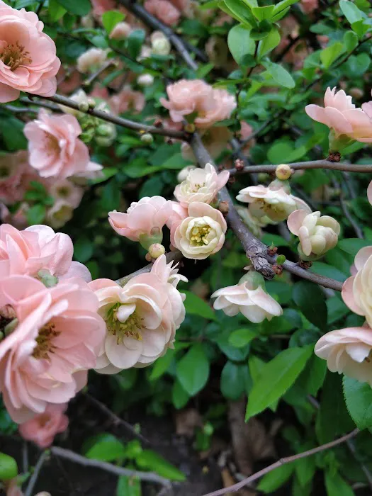 Perennial Garden Picture 6