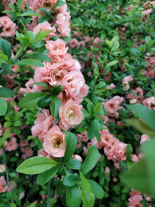Perennial Garden Picture 10