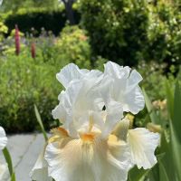 Richmond County Savings Foundation Tuscan Garden ico
