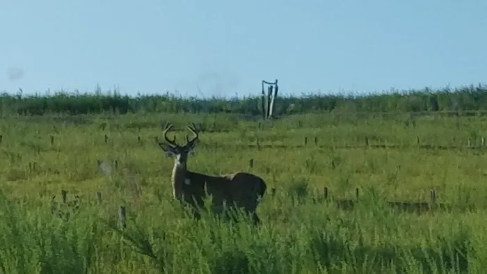 Isle of Meadows Picture 7