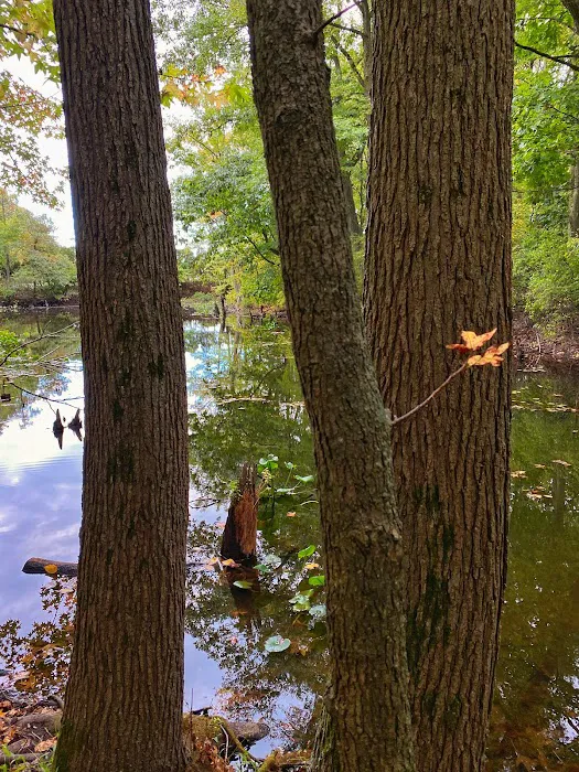 Stump Pond Picture 7