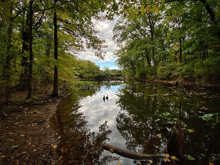 Stump Pond Picture 10