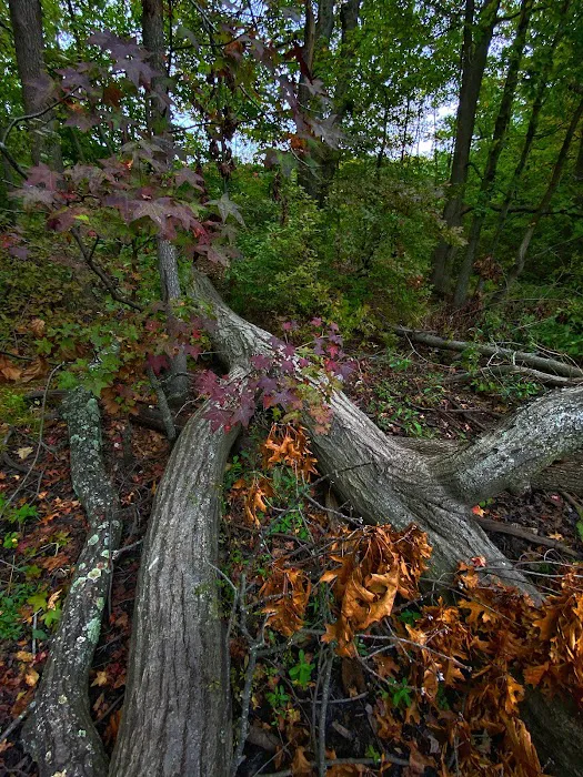 Stump Pond Picture 6