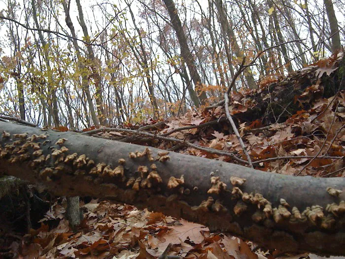 Greenbelt Conservancy Headquarters (High Rock Park) Picture 9