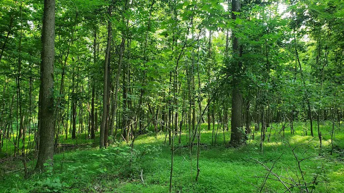 Blood Root Valley Picture 5