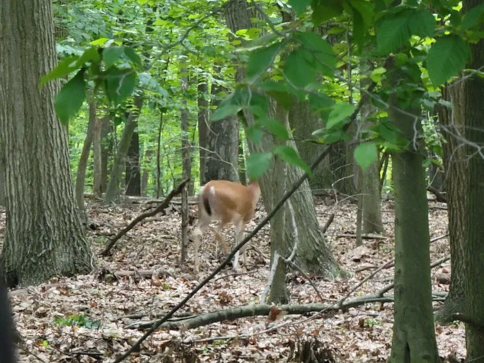 Latourette Park Picture 7