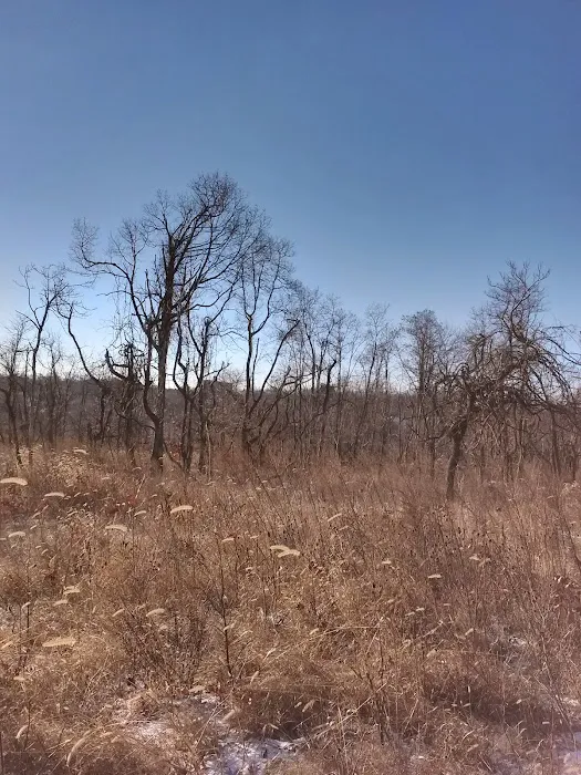 Jones Woods Park Picture 8