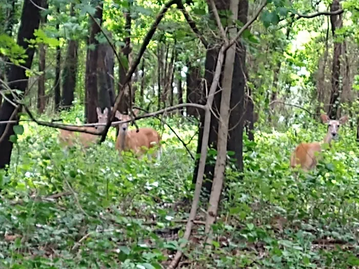Jones Woods Park Picture 3