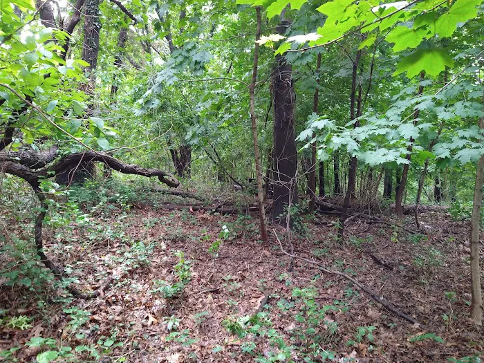 Jones Woods Park Picture 5