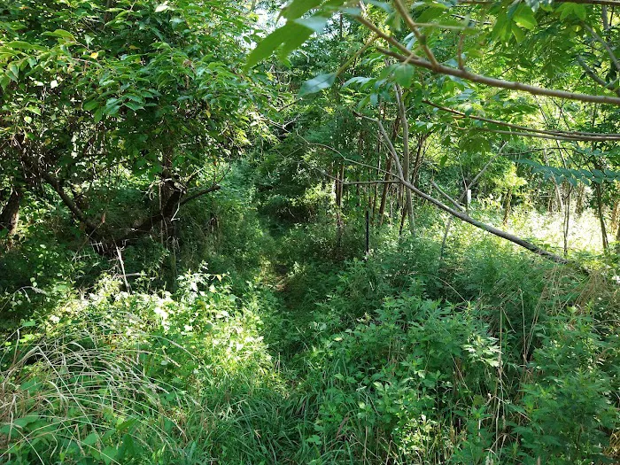 Jones Woods Park Picture 4