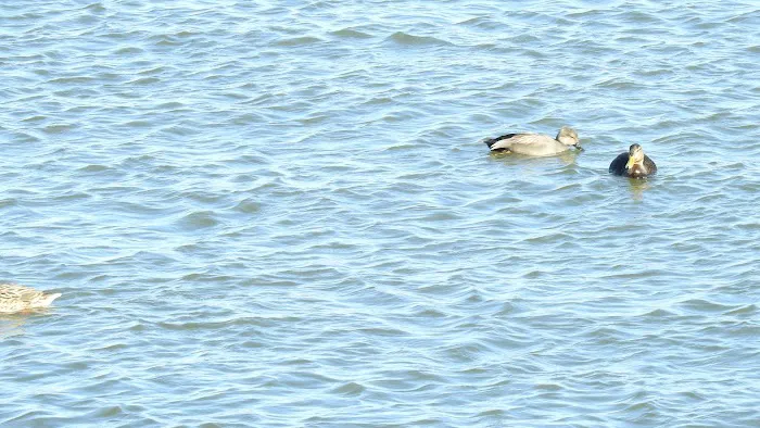 CASPER'S COVE in Stapleton Waterfront Park Picture 9