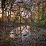 Brady's Pond Park