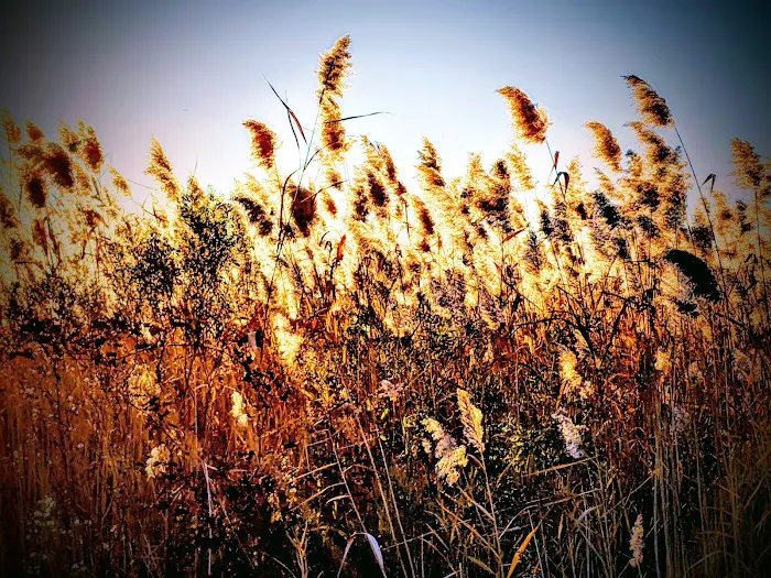 Brookfield Park Picture 9