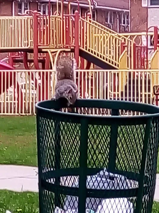 Jefferson Park Picture 2