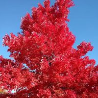 Washington Park ico