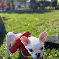 Arlington Depot Park ico