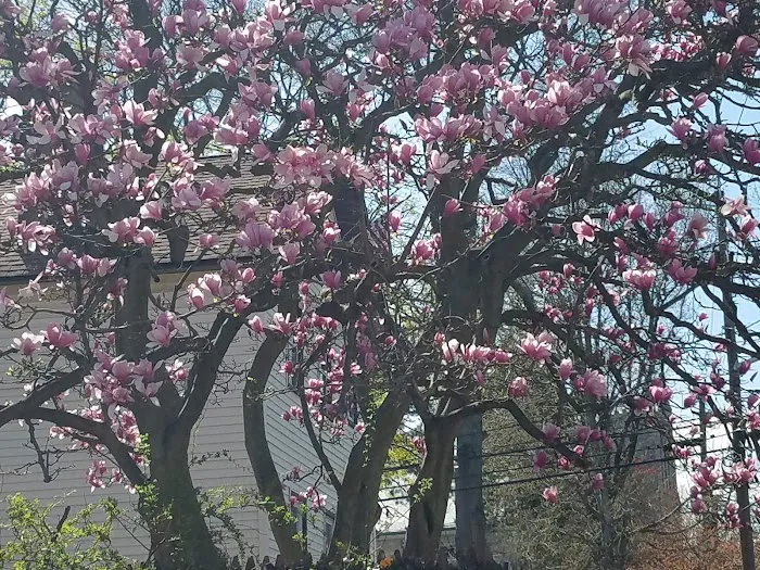 William Street Park Picture 13