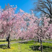 Belleville Park ico