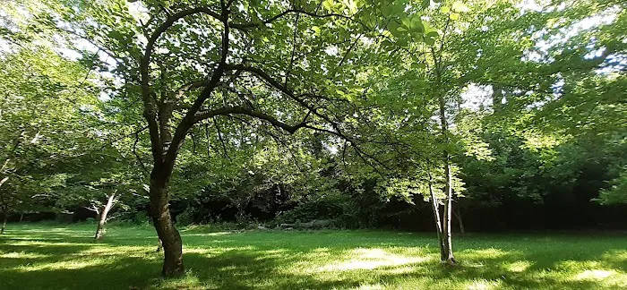 Prunus Serrulata Picture 1