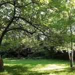 Prunus Serrulata