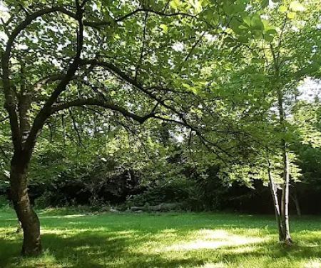 Prunus Serrulata