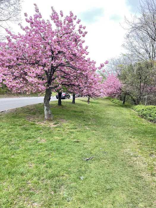 Prunus Serrulata Picture 6