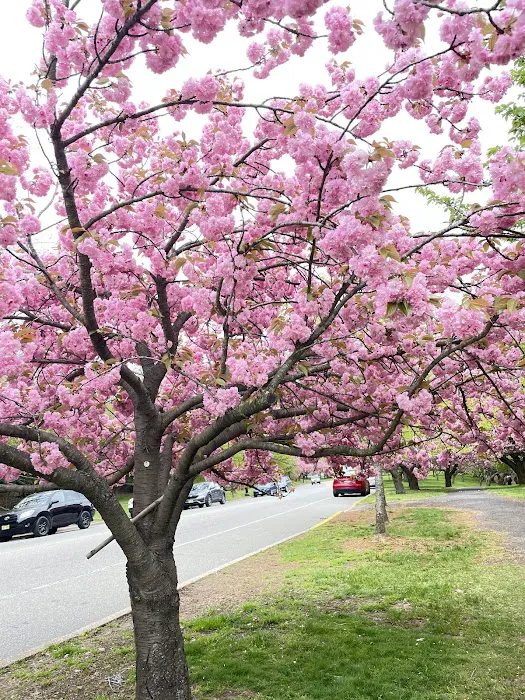 Prunus Serrulata Picture 5