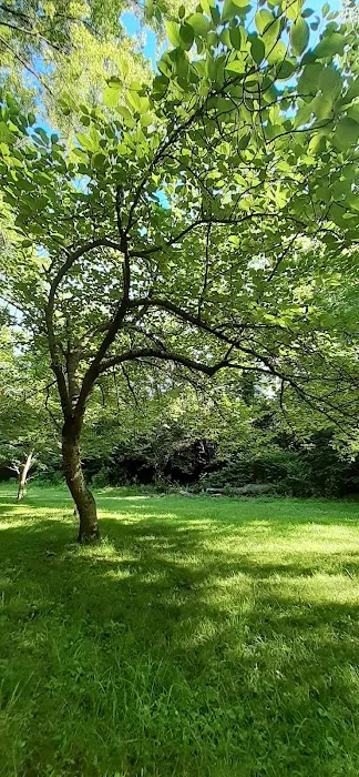 Prunus Serrulata Picture 2