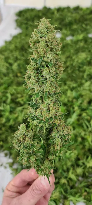 STRNG Seeds Picture 3