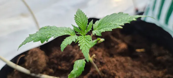 STRNG Seeds Picture 1