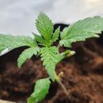 STRNG Seeds