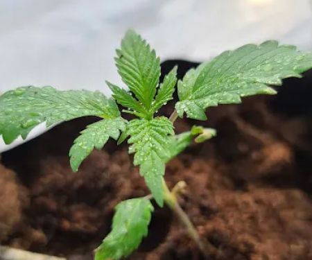STRNG Seeds