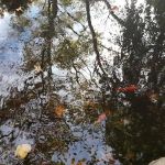 St John's Private Pond and Recreational Area