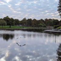 Edgewood Lake ico