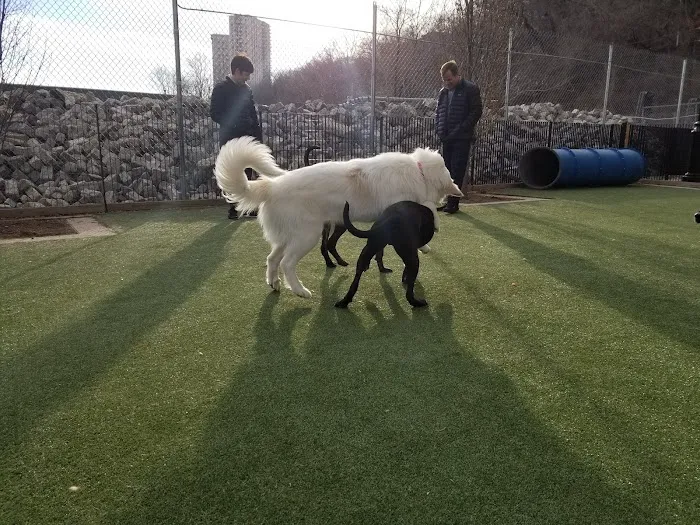 Viaduct Park Dog Park Picture 6