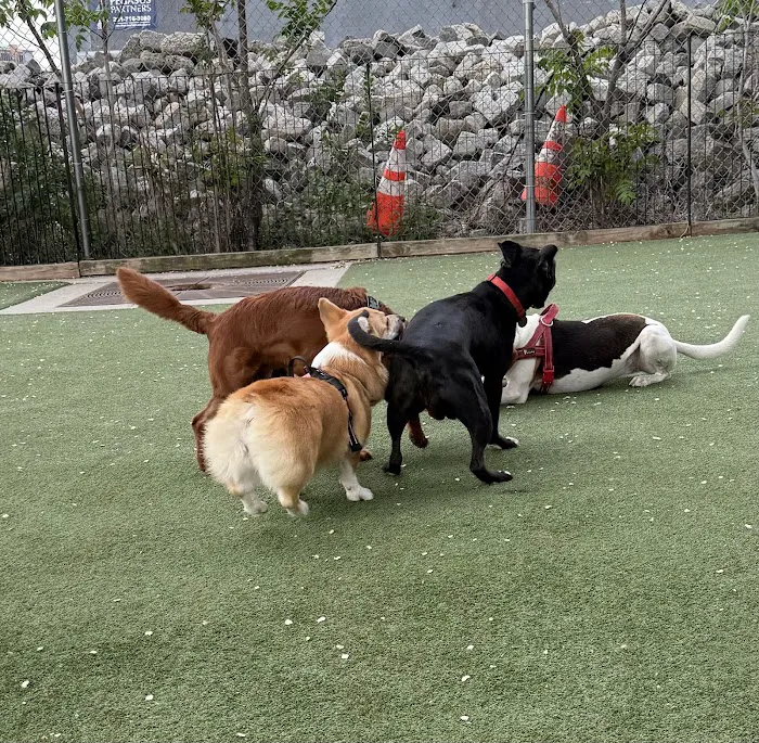 Viaduct Park Dog Park Picture 10