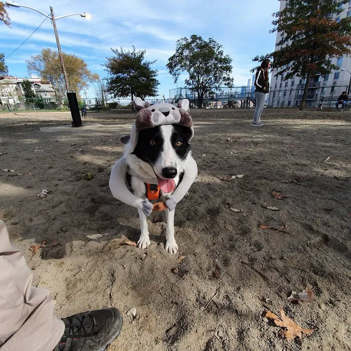 Washington Park Dog Run Picture 6