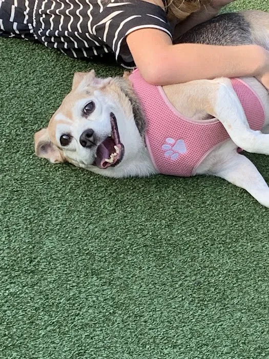 Washington Park Dog Run Picture 3