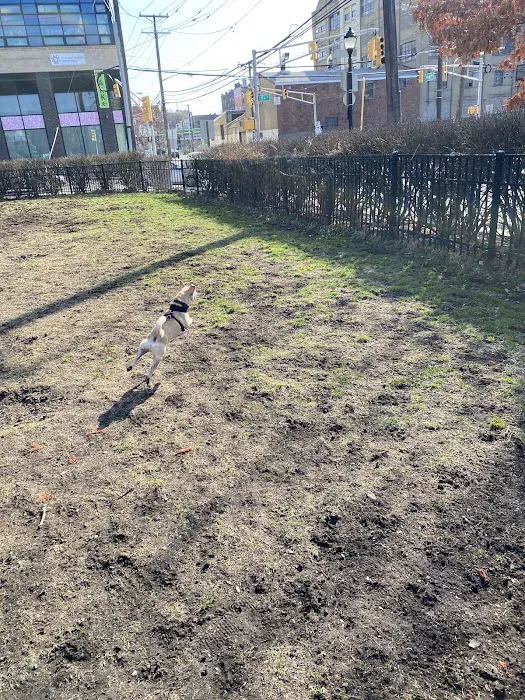 Dog run Picture 2