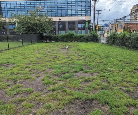 Dog run