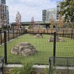 Dog Park