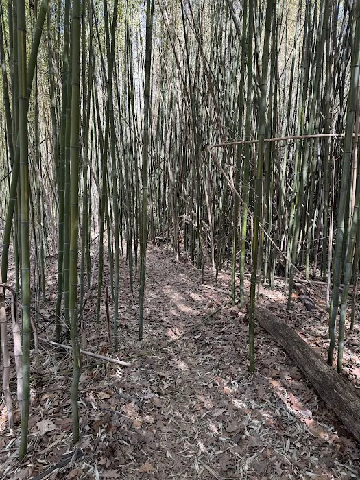 Bamboo Jungle Picture 3