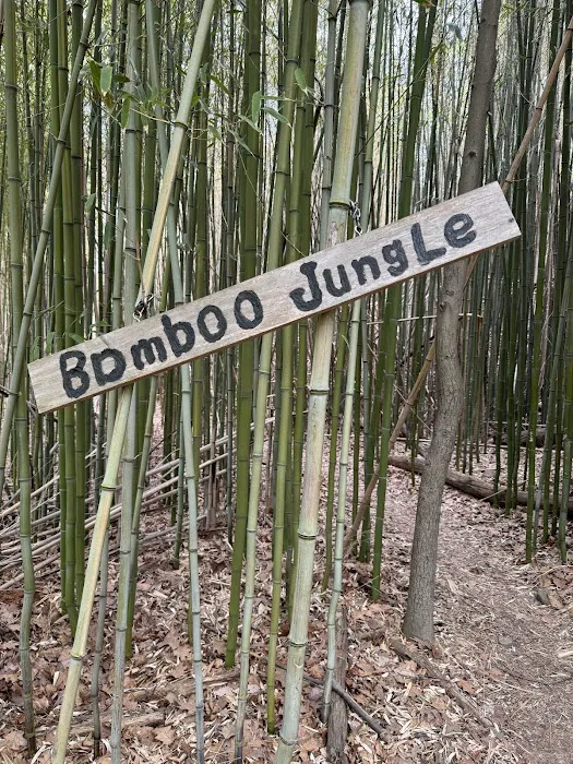 Bamboo Jungle Picture 1